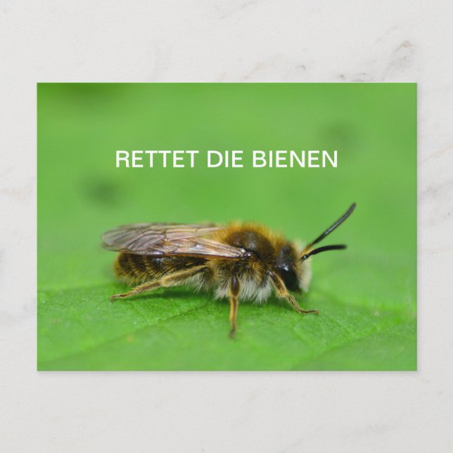 Postal Rettet die Bienen (Anverso)