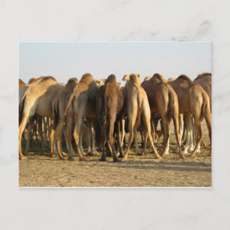 Postal Reunión de los camellos