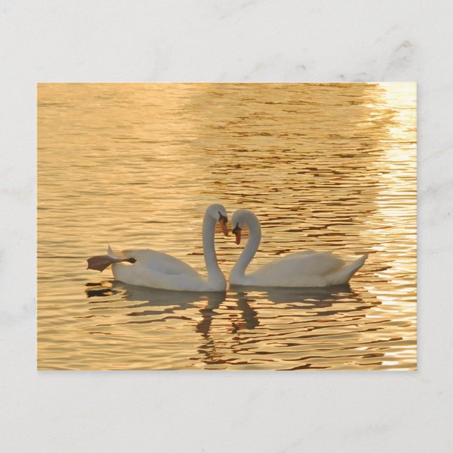 Postal Reunión de parejas de cisnes en la fotografía de l (Anverso)