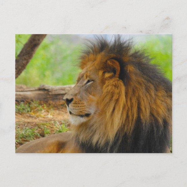 Postal Rey (Anverso)