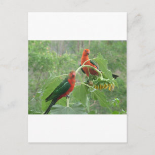 Postal Rey australiano Parrots