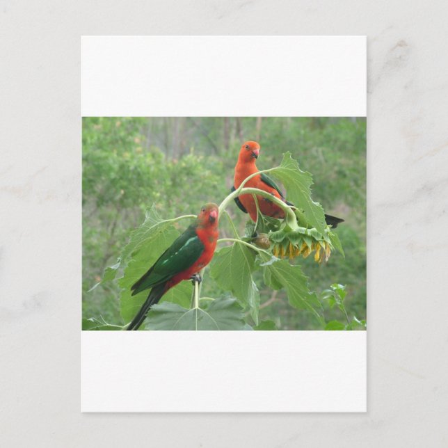 Postal Rey australiano Parrots (Anverso)
