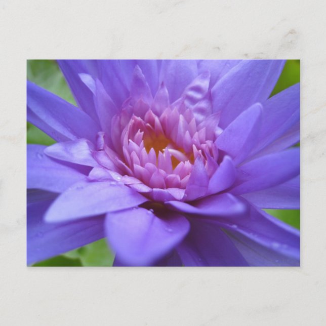 Postal Rey de Siam (Anverso)