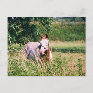 Postal Rey fresco McCue Postcard