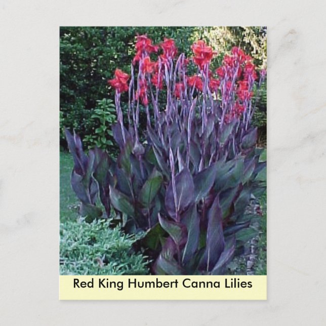 Postal Rey Rojo Humbert Canna Lilies (Anverso)