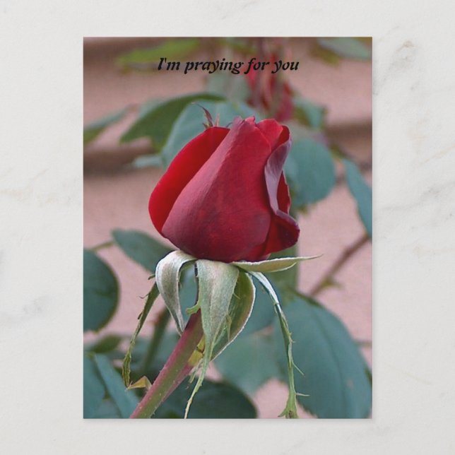 Postal rezando por ti (Anverso)