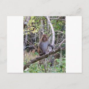 Postal rhesus macaque