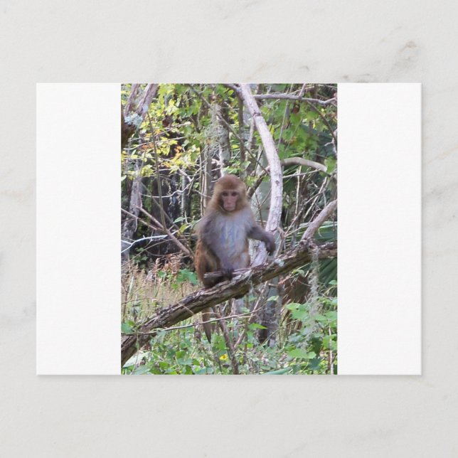 Postal rhesus macaque (Anverso)