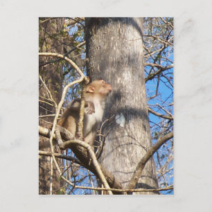 Postal rhesus macaque monkey mirando