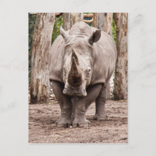 Postal Rhino