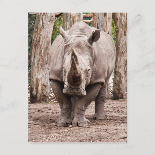 Postal Rhino (Anverso)