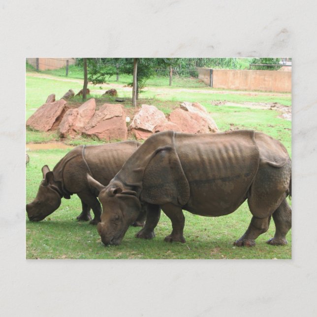 Postal Rhino (Anverso)
