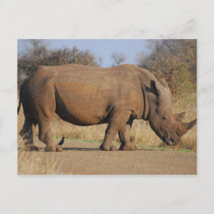 Postal Rhino