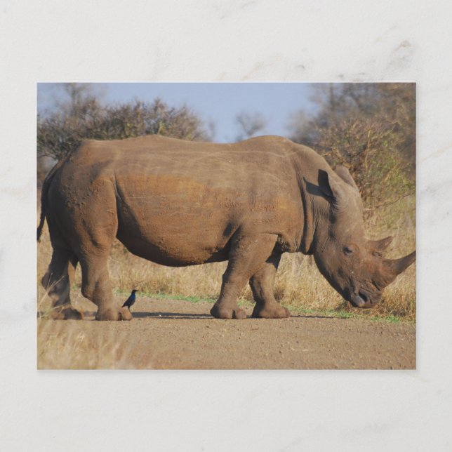 Postal Rhino (Anverso)