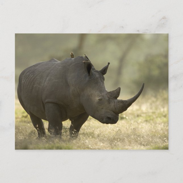 Postal Rhino (Anverso)