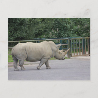 Postal Rhino