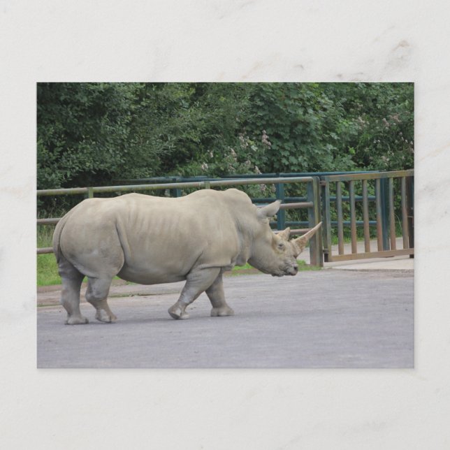 Postal Rhino (Anverso)