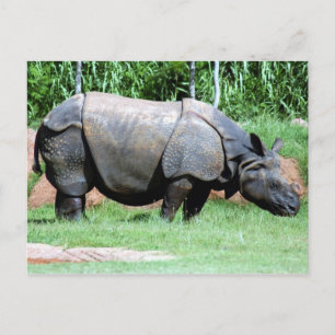 Postal Rhino4x6 indio