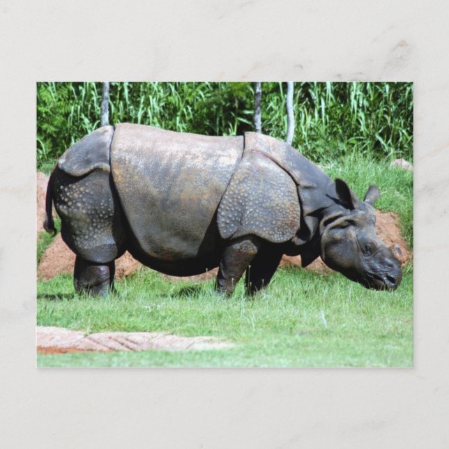 Postal Rhino4x6 indio (Anverso)