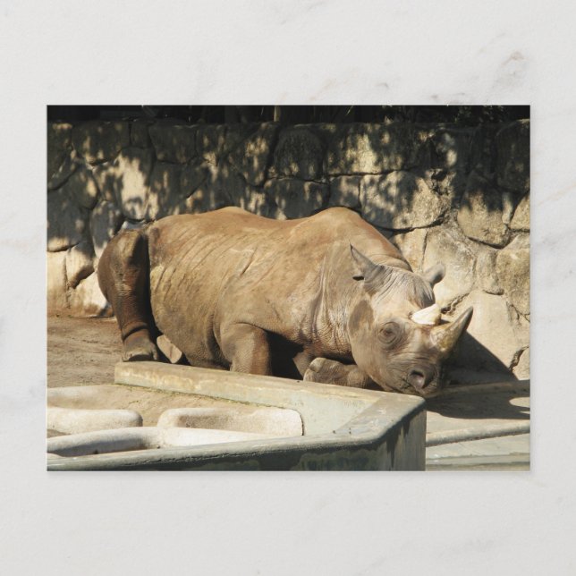 Postal Rhino durmiente (Anverso)