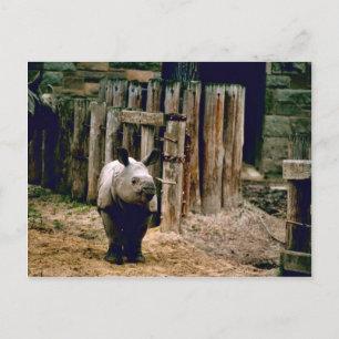 Postal Rhino indio