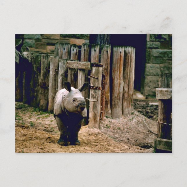 Postal Rhino indio (Anverso)