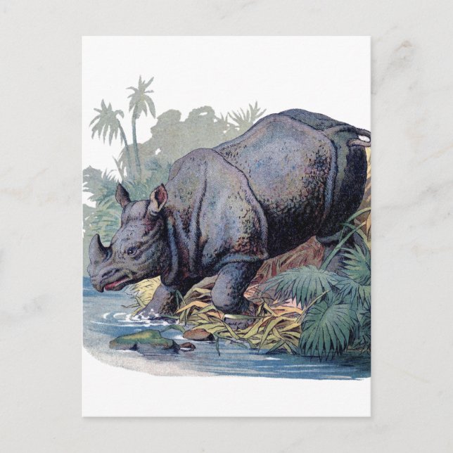 Postal Rhino vintage (Anverso)