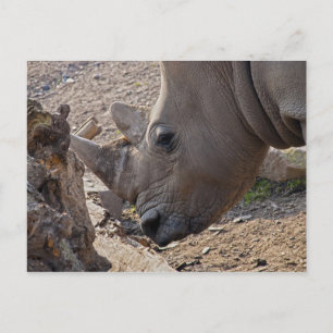 Postal Rhinoceros