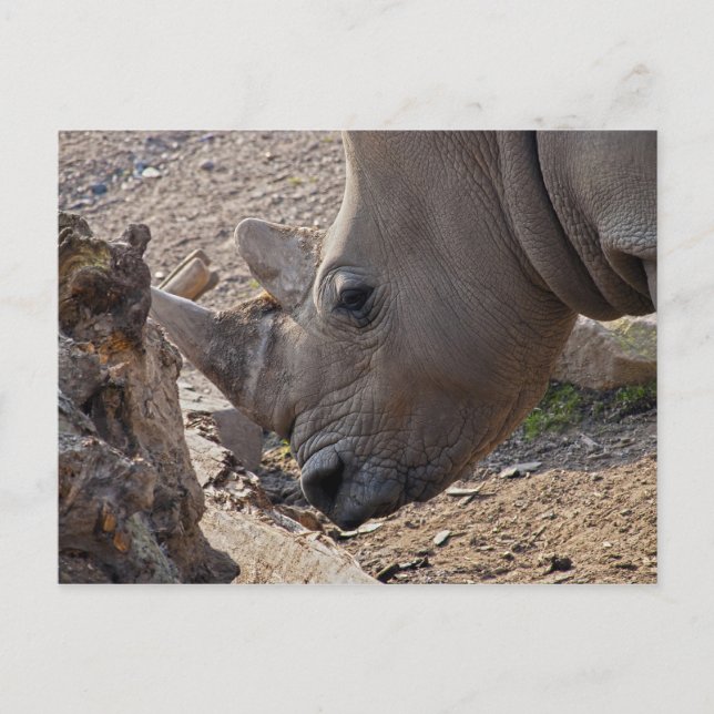 Postal Rhinoceros (Anverso)