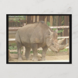 Postal Rhinoceros