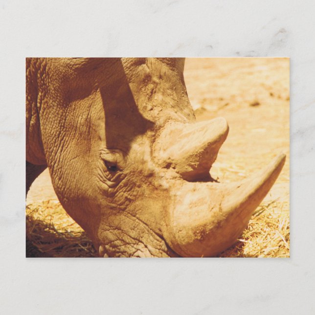 Postal Rhinoceros (Anverso)