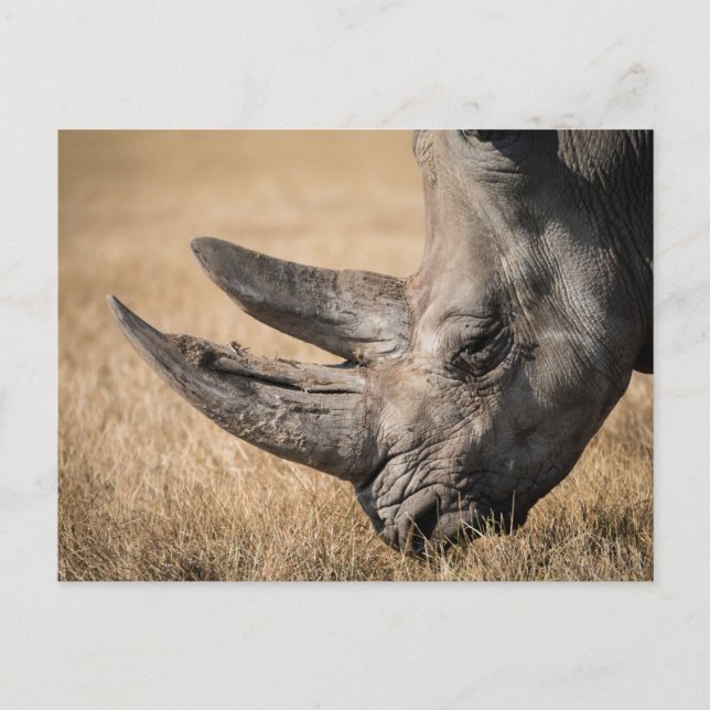 Postal Rhinoceros (Anverso)