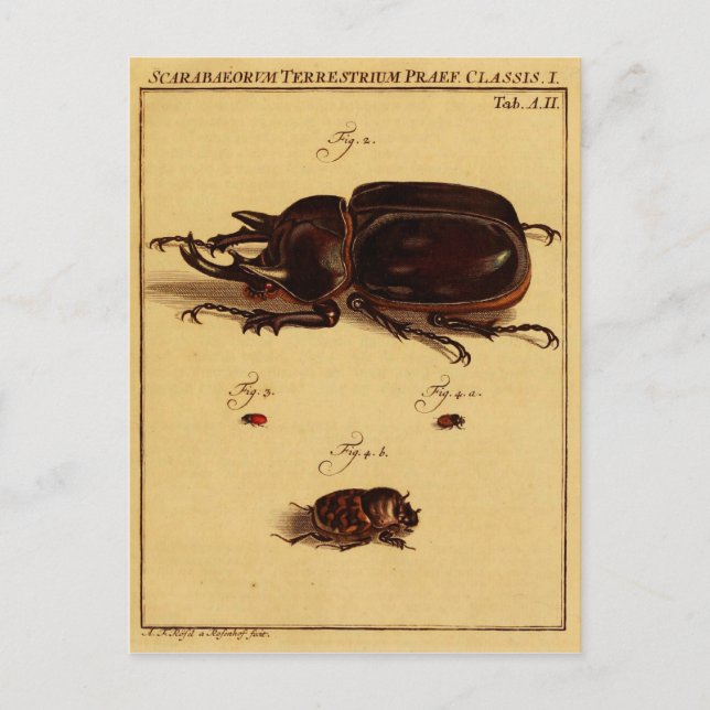 Postal Rhinoceros Beetles (Anverso)