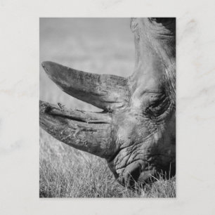 Postal Rhinoceros de B&W