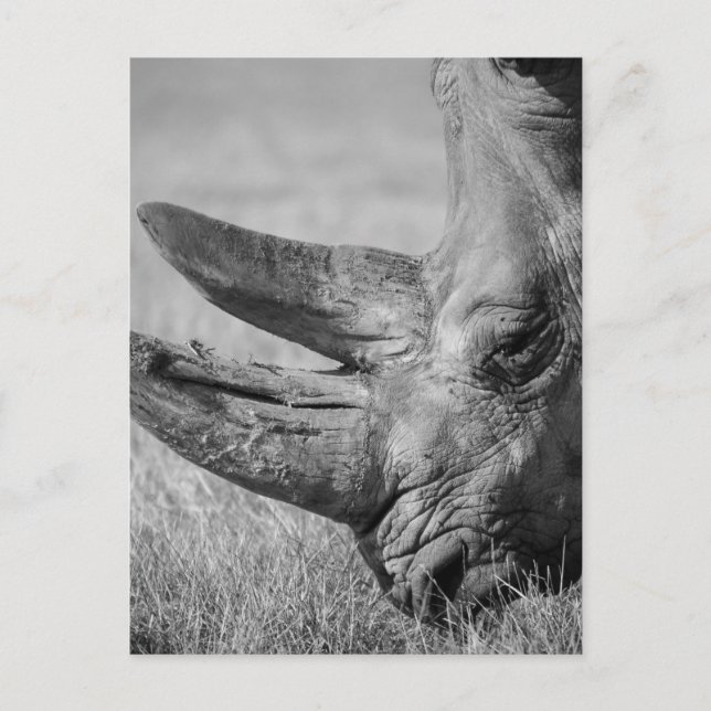 Postal Rhinoceros de B&W (Anverso)