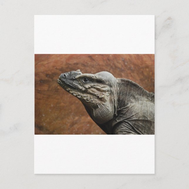 Postal Rhinoceros Iguana (Anverso)