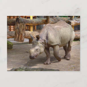 Postal Rhinoceros unicornis