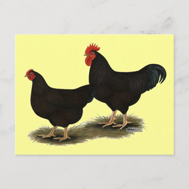 Postal Rhode Island Red Bantams (Anverso)