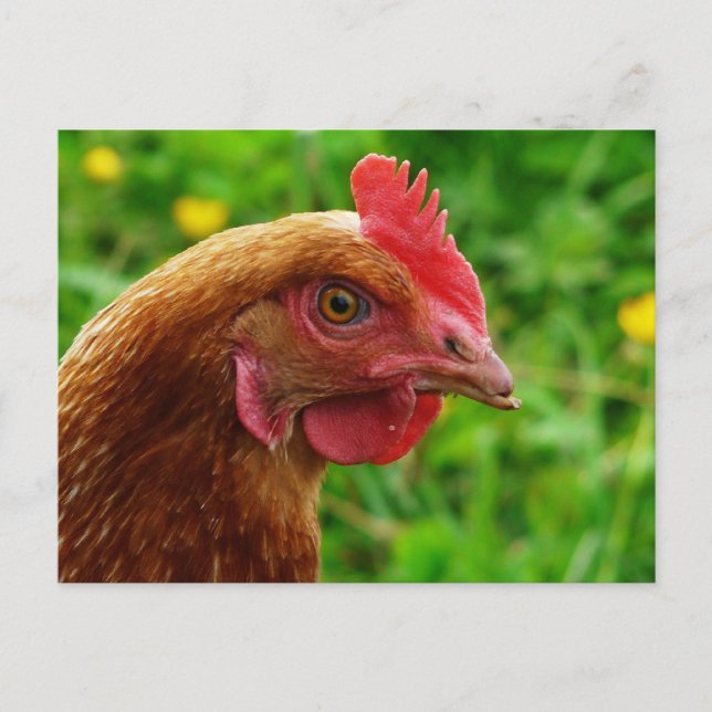 Postal Rhode Island Red Hen (Anverso)