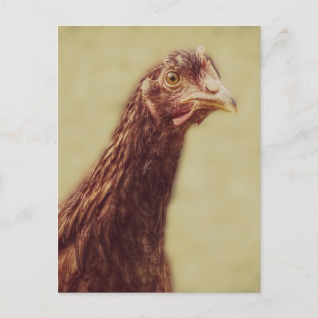 Postal Rhode Island Red Pullet - Imagen de pollo (Anverso)