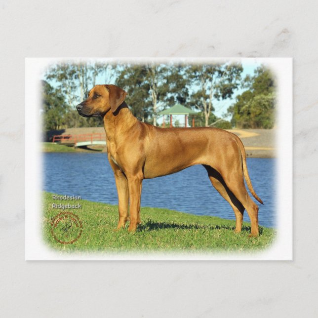 Postal Rhodesian Ridgeback (Anverso)