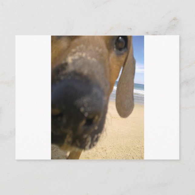 Postal Rhodesian Ridgeback Studs (Anverso)