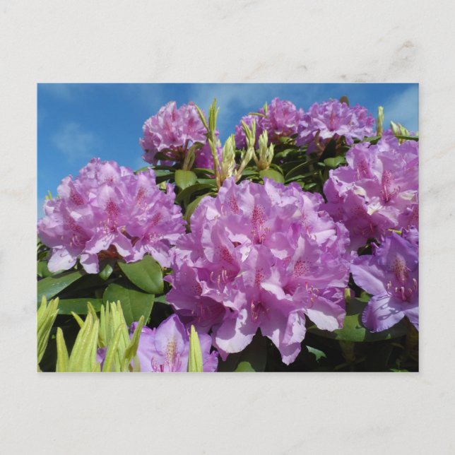 Postal Rhododendron (Anverso)
