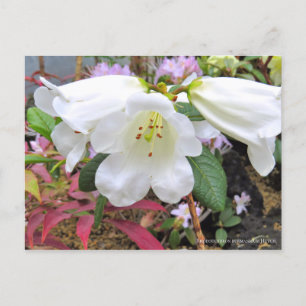 Postal Rhododendron 'burmanicum' [postal]