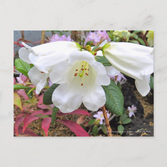 Postal Rhododendron 'burmanicum' [postal] (Anverso)