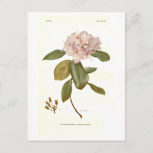 Postal Rhododendron carolinianum