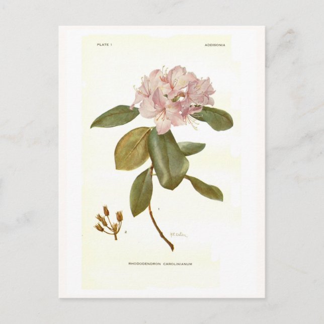 Postal Rhododendron carolinianum (Anverso)