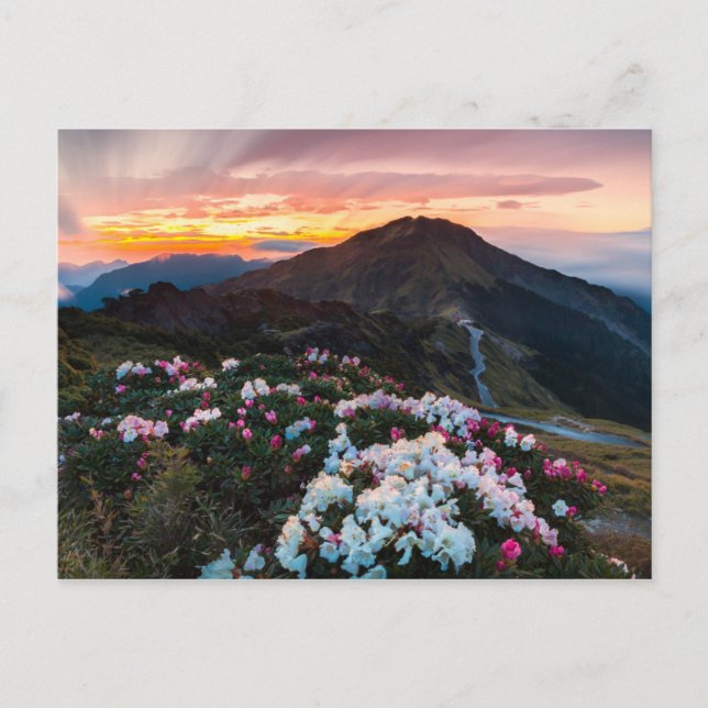 Postal Rhododendron floreciendo | Parque nacional de Taro (Anverso)