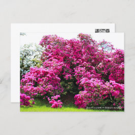 Postal Rhododendron Hirado Azarea