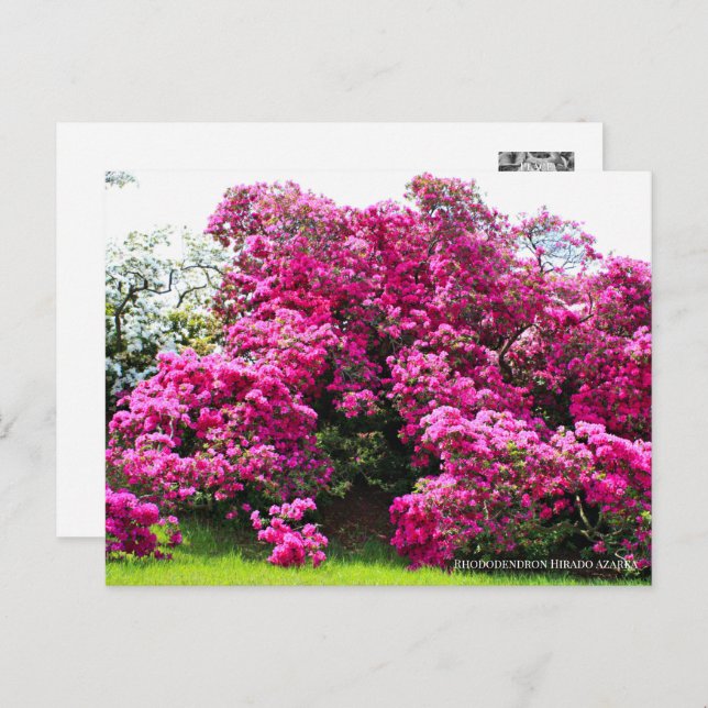 Postal Rhododendron Hirado Azarea (Anverso / Reverso)
